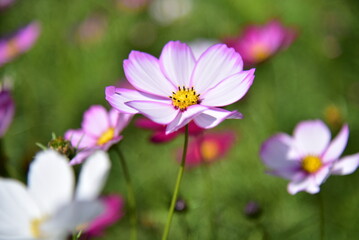Pink and white gesanghua blooming in the spring sunshine. Landscape of Wanjiang Xidi Rd, Dongguan, China. Urban flower field.