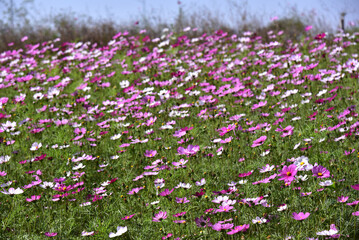 Pink and white gesanghua blooming in the spring sunshine. Landscape of Wanjiang Xidi Rd, Dongguan, China. Urban flower field.