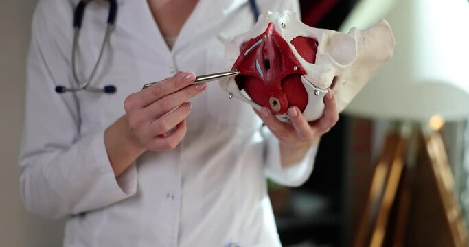 Gynecologist shows location of pelvis with muscles on anatomical model