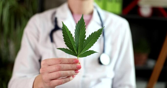 Doctor holds fresh cannabis leaf in clinic closeup