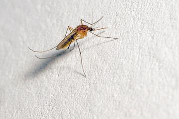 A mosquito with a protruding proboscis sits on a white wall. Text space