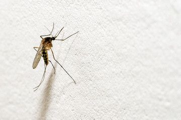 A mosquito with a protruding proboscis sits on a white wall. Text space