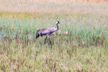 Crane walking in a moor at spring