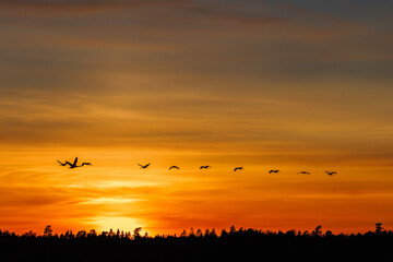 Sunset at the forest with a flock of cranes