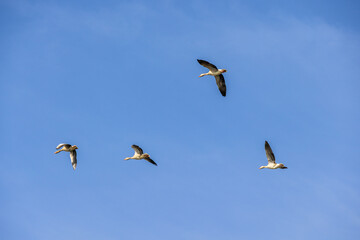 Flock of Greylag geese flying at a blue sky