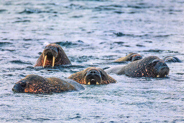 Flock of Walruses in the sea