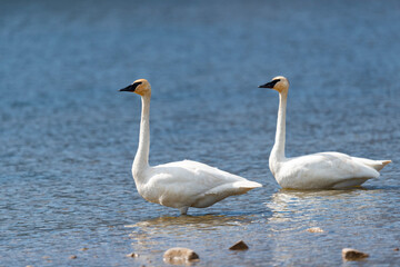 Trumpeter Swans in the summertime Waterton National Park Alberta, Canada