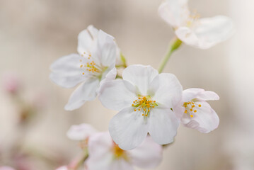 close up of cherry blossoms