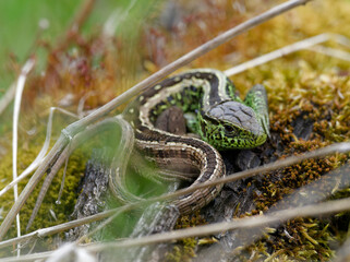 Zauneidechse, Lacerta agilis