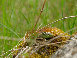 Zauneidechse, Lacerta agilis