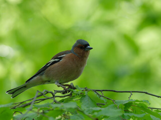 Buchfink, Fringilla coelebs