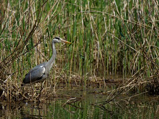 Graureiher, Ardea cinerea