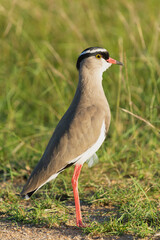 Crowned lapwing  - Vanellus coronatus, or crowned plover with green grass in background. Photo from Kruger National Park in South Africa.