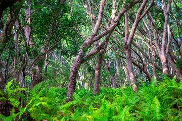 Wooden bridge in dense mangrove forest. Tanzania, Zanzibar. Africa. Jozani national park