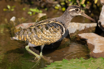 Greater painted-snipe - Rostratula benghalensis, wading on water with stones in background. Photo from Kruger National Park in South Africa.