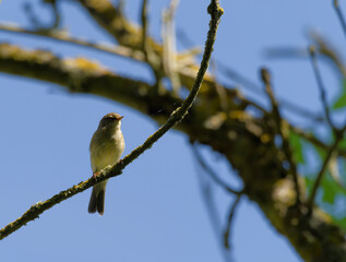 Zilpzalp, Phylloscopus collybita