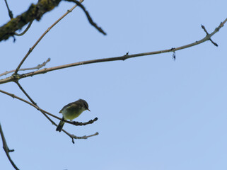 Zilpzalp, Phylloscopus collybita