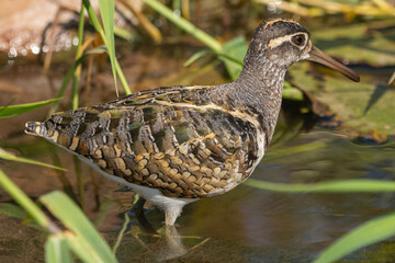 Greater painted-snipe - Rostratula benghalensis, wading on water with stones and water in background. Photo from Kruger National Park in South Africa.