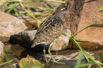 Greater painted-snipe - Rostratula benghalensis, wading on water with stones in background. Photo from Kruger National Park in South Africa.