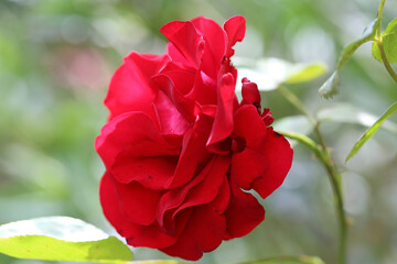 red rose macro