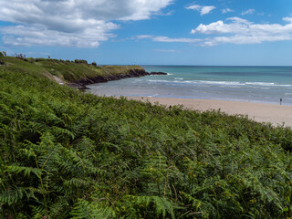 Dense vegetation on the shores of the Atlantic Ocean in Ireland on a fine day. Irish seascape. Green plants near body of water