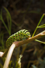 beautiful green spotted Papilio machaon or Old World swallowtail caterpillar on plant. Soft focused vertical macro shot