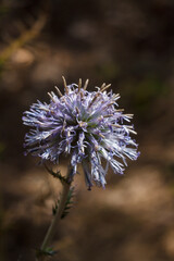 blue Echinops or globe thistles flower on autumn forest blurry background. Vertical soft focused macro shot