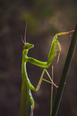 Big green young European mantis or mantis religiosa sitting on branch. Insects and flora. Soft focused macro shot