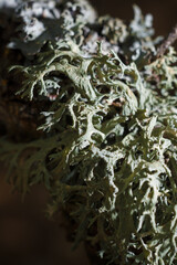 Closeup beautiful light green lichen on dark forest background, lichenology. Vertical soft focused macro shot