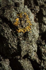 Closeup beautiful yellow lichen on tree bark on dark forest background, lichenology. Vertical soft focused macro shot