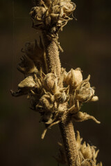 Verbascum thapsus, great or greater mullein also known as common mullein. Dried plant in autumn forest. Soft focused macro shot