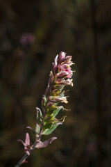 odontites vernus (bellardi) dumort or red bartsia flowering plant on dark forest background. Vertical soft focused macro shot