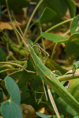 Weird green long headed acrida from acrididae among foliage, soft focused vertical macro shot