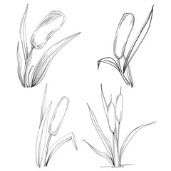 Sketch reeds leaves isolated, suitable for nature concept, summer and holiday. Black and white clip art isolated. Antique vintage engraving illustration for emblem. Herbal medicine.