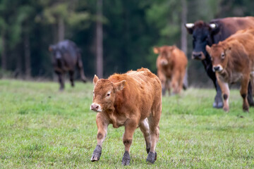 running limousin calf in a meadow