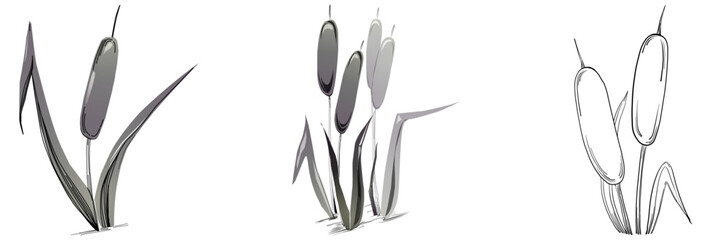 Sketch reeds leaves isolated, suitable for nature concept, summer and holiday. Black and white clip art isolated. Antique vintage engraving illustration for emblem. Herbal medicine.