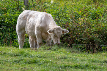 calf Blonde d'Aquitaine in a meadow