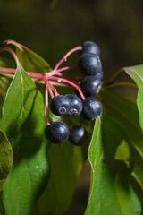 Cornus sanguinea, the common dogwood or bloody dogwood black berries among bright foliage. Vertical soft focused macro shot