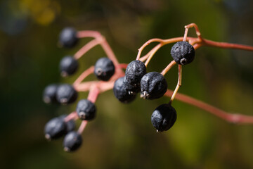 Frangula rhamnus bush branches with black ripe green berries in sunlight on blurry forest background