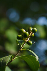 Frangula rhamnus bush branches with unripe green berries in sunlight on blurry forest background