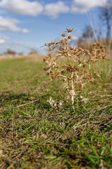 Feldmannstreu, Feld-Mannstreu, Eryngium campestre