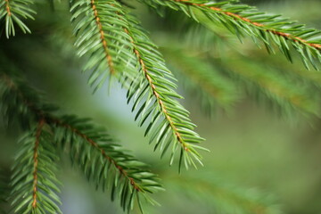 branches of a fir tree