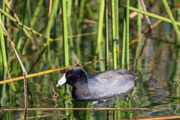 An American coot, fulica Americana at lake Miramar in California.