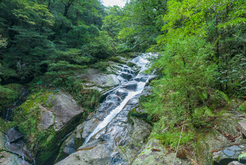 Fototapeta na wymiar View of the Shiratani Unsuikyo Ravine in the Yakushima Island, Japan, laurel forest, mosses