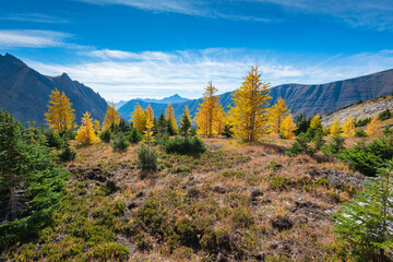 Hiking among yellow larch trees in autumn, Arethusa Cirque, Kananaskis Country Alberta Canada