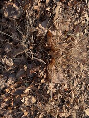dry plants in winter, japan Tokyo