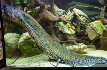 Marbled lungfish (Latin Protopterus aethiopicus).
It is a genus of lobe-finned fish from the order lungfish, found in tropical Africa. They are able to effectively survive in extreme conditions of dr - 567970303