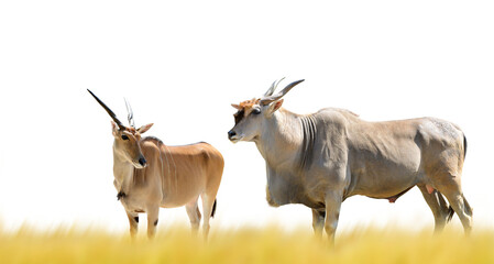 Common Eland antelope (Taurotragus oryx) isolated on transparent background, PNG. - 567970311