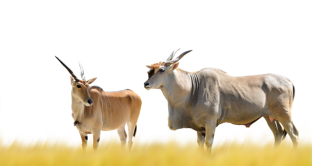 Common Eland antelope (Taurotragus oryx) isolated on transparent background, PNG.