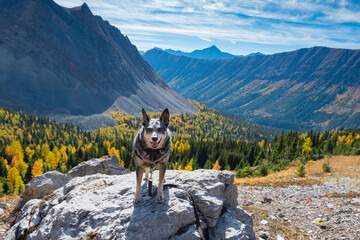 Hiking with blue heeler dog among yellow larch trees in autumn, Arethusa Cirque, Kananaskis Country...